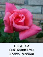 Rosa cor-de-rosa