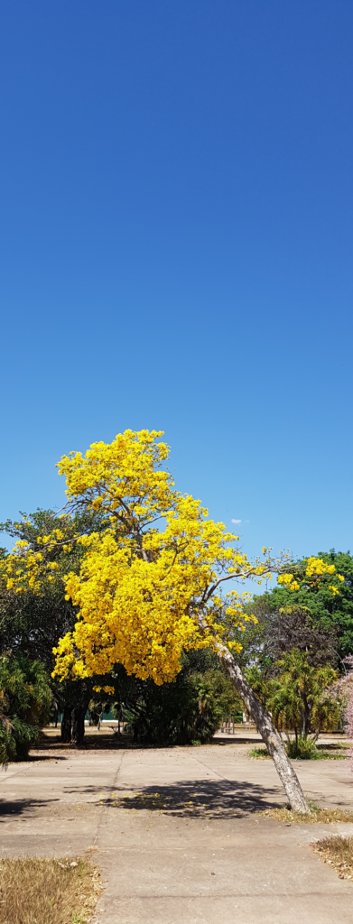 Ipê Amarelo